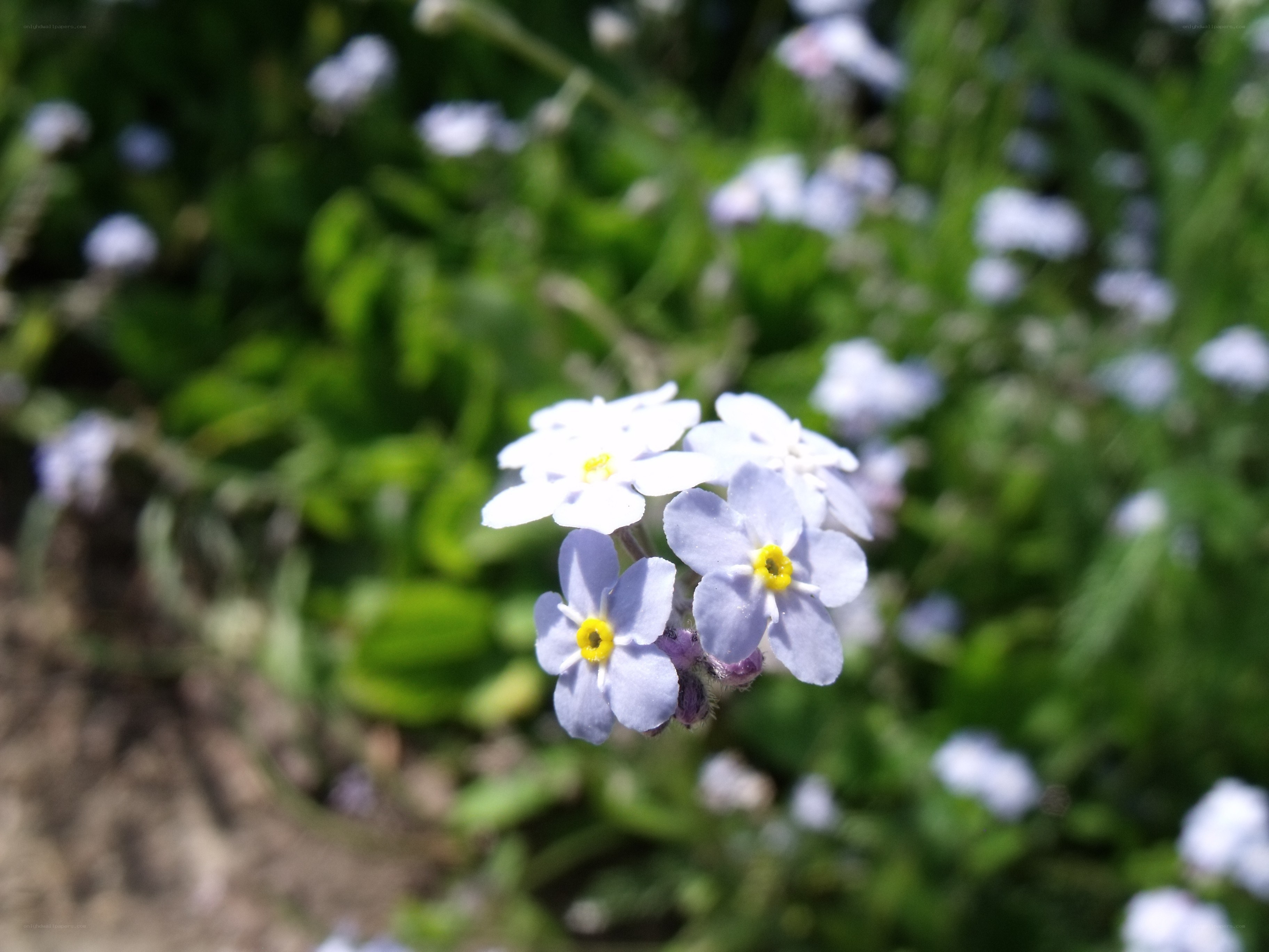 delicate white flowers in sunlight
