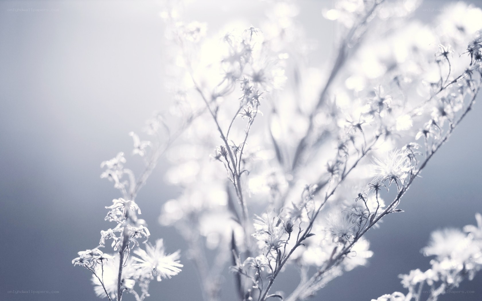 Delicate white flowers in sunlight