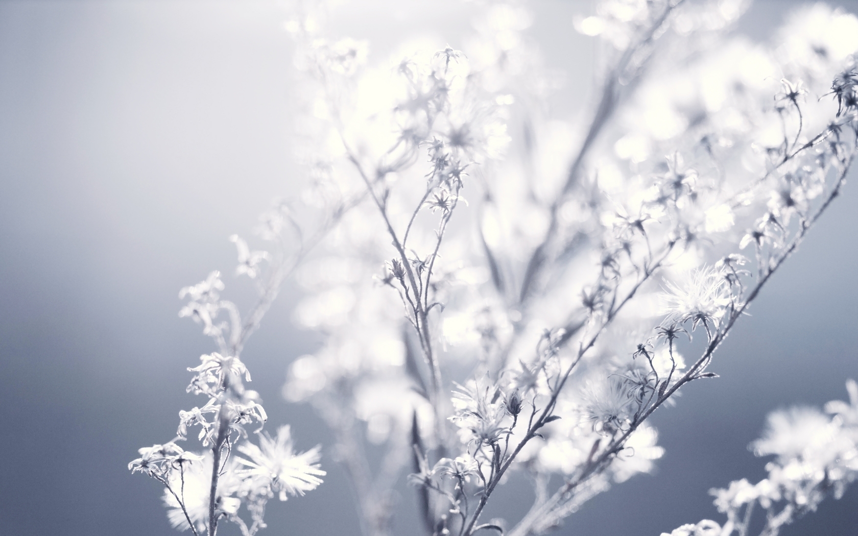 Delicate white flowers in sunlight
