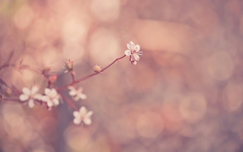 Delicate white flowers on a branch