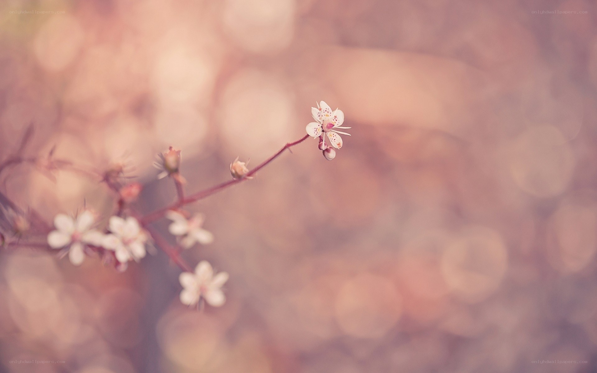 Delicate white flowers on a branch