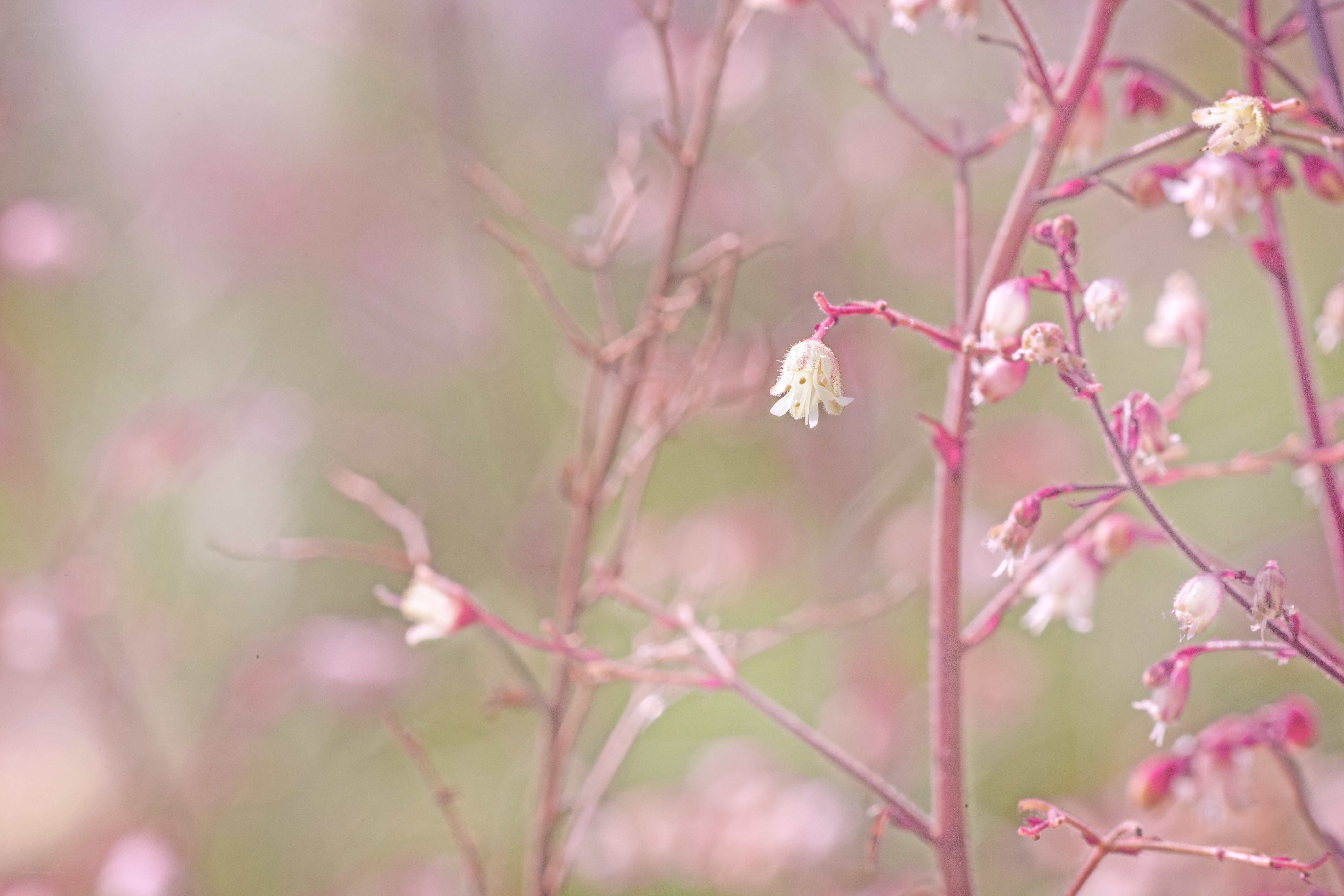 Delicate white flowers on pink stems