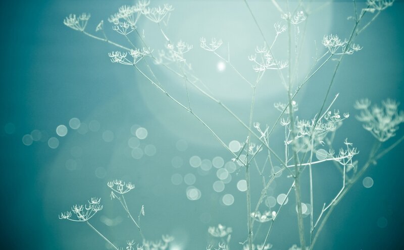 Delicate White Flowers — Teal