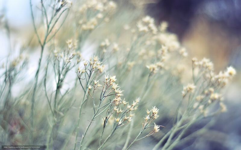 Delicate White Flowers