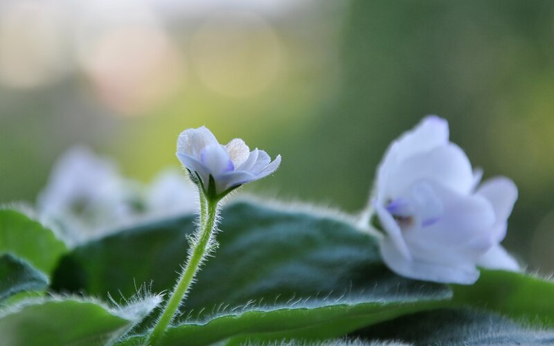 delicate white violets in soft light