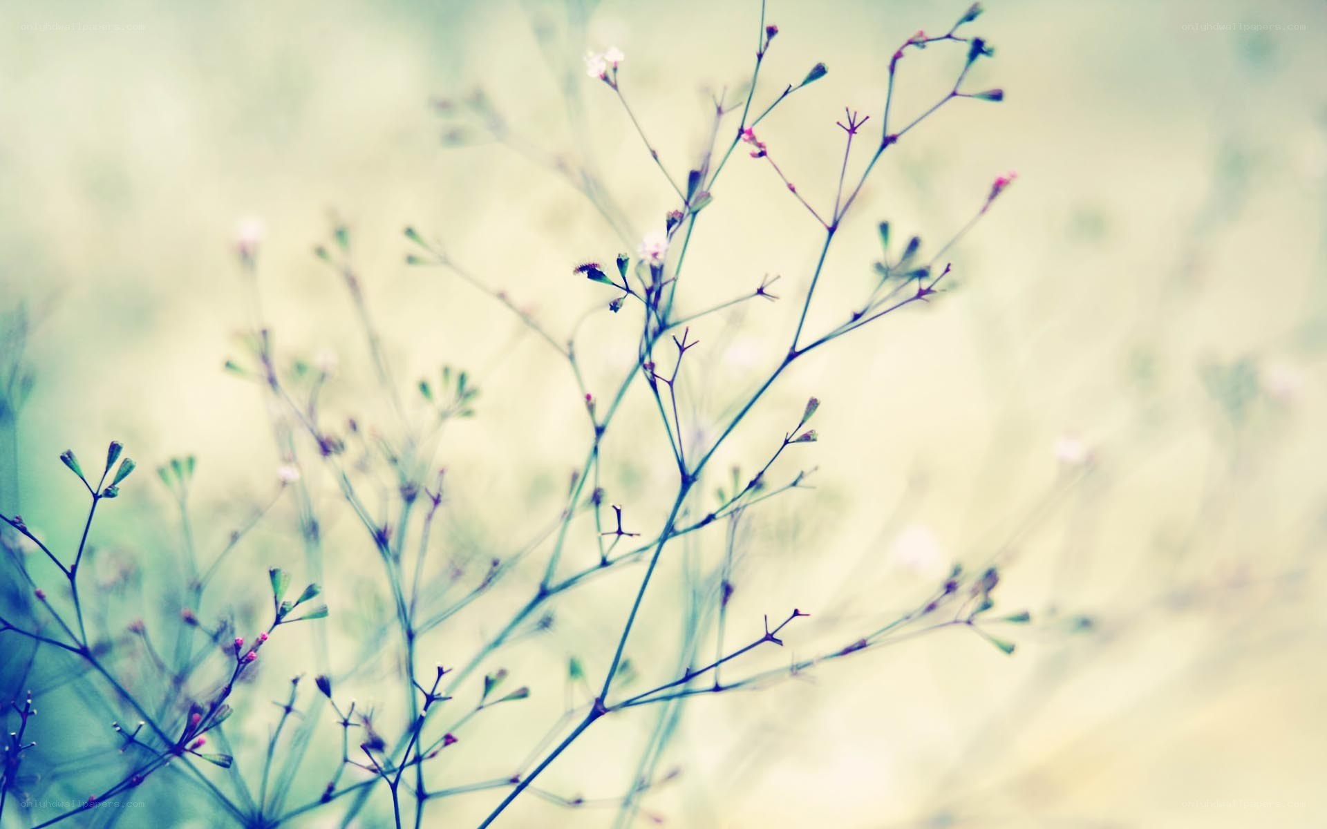 Delicate wildflowers in soft focus