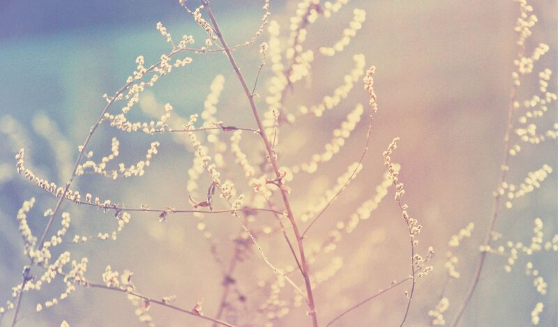 Delicate wildflowers in soft light