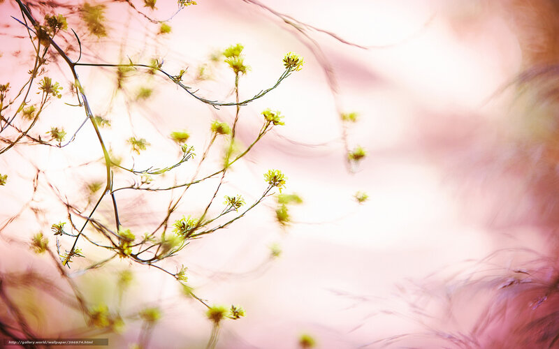 Delicate yellow flowers in soft light