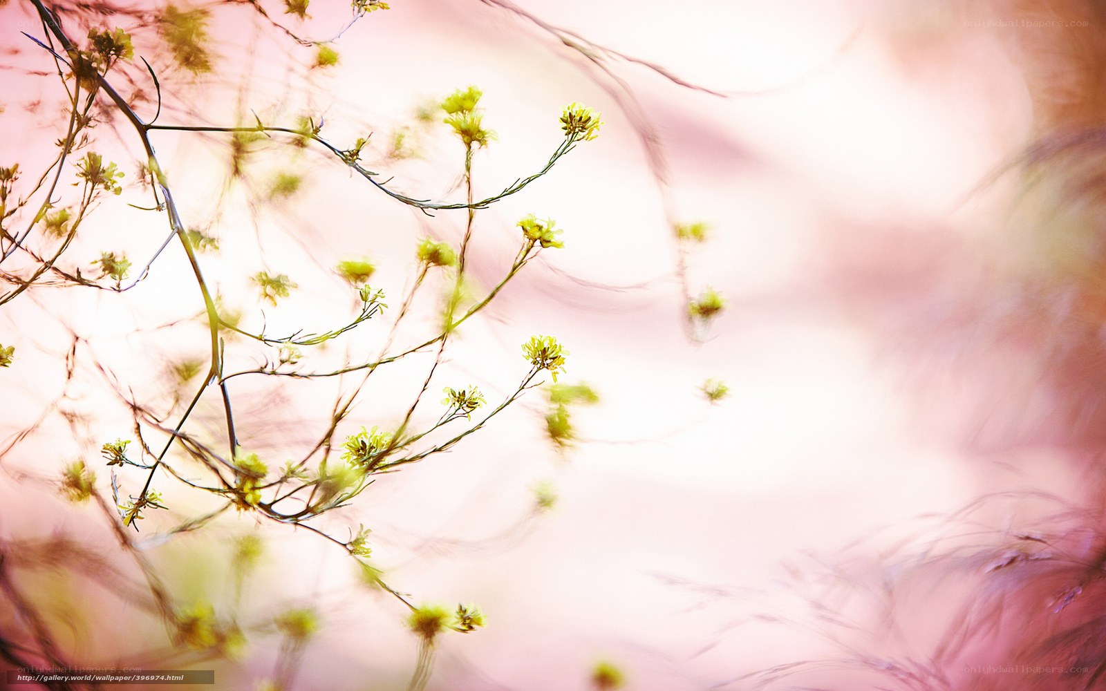 Delicate yellow flowers in soft light
