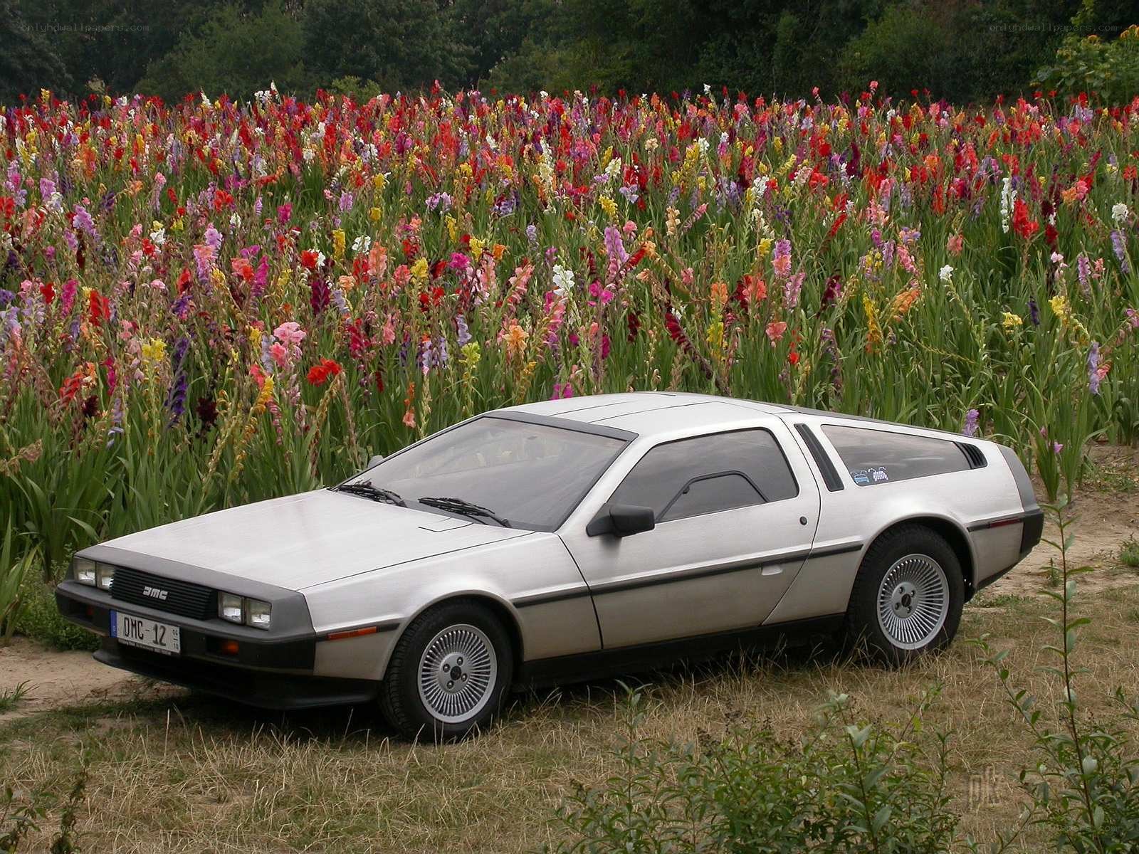 DeLorean in a flower field