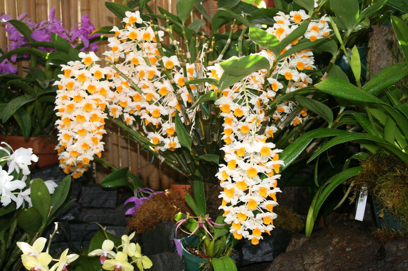 Dendrobium Orchid Blooms