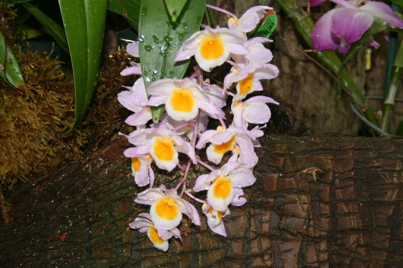 Dendrobium Orchid Cluster