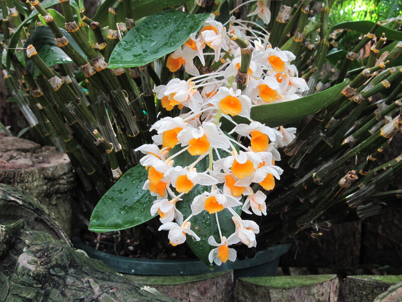 Dendrobium Orchid Flowers