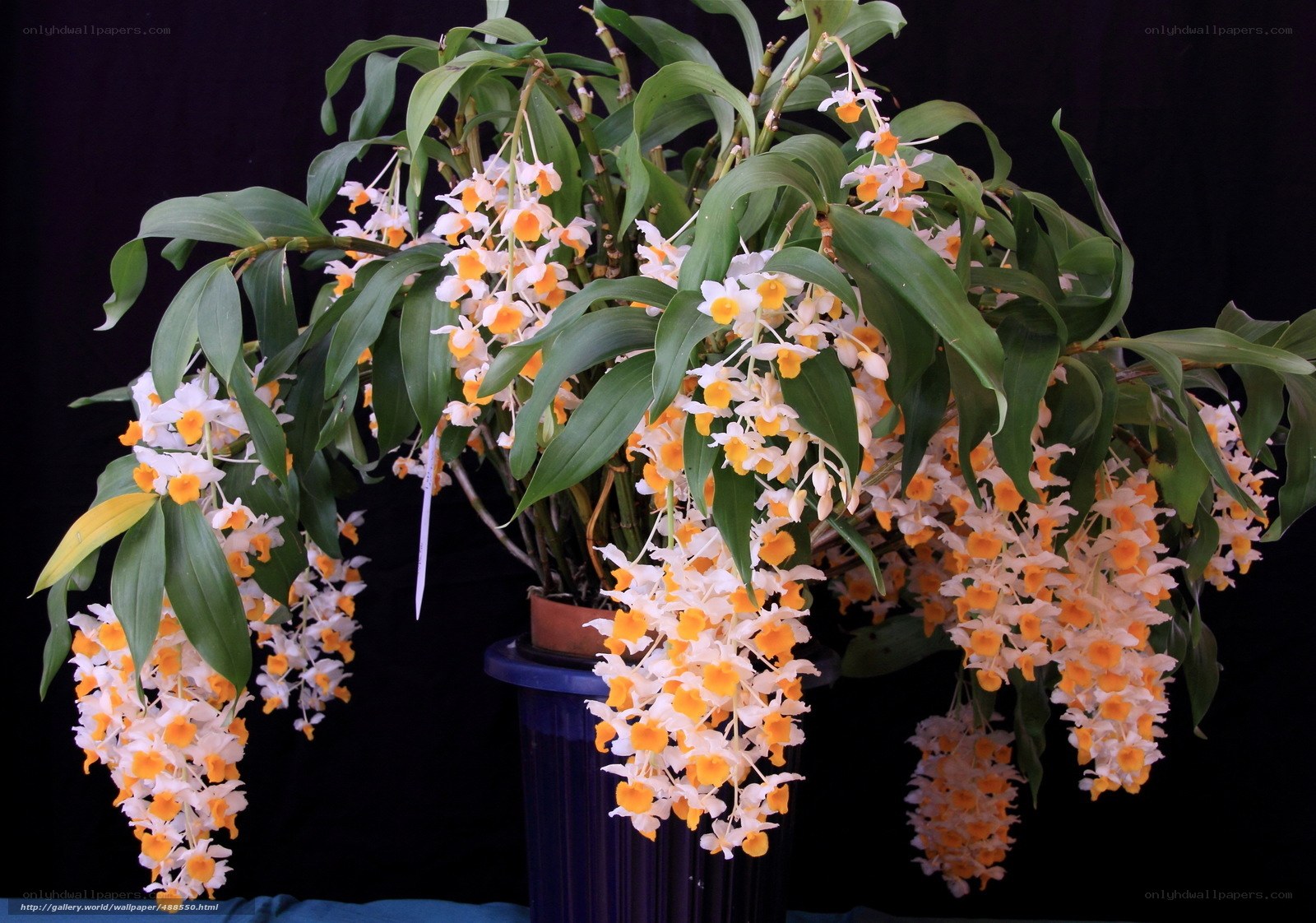 Dendrobium orchid in bloom