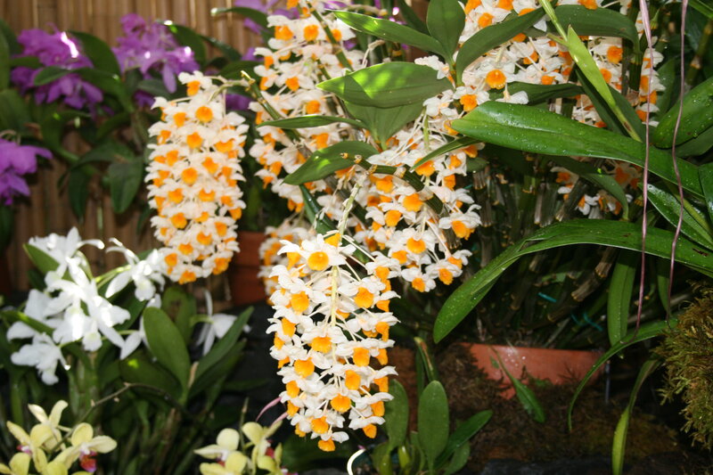 Dendrobium Orchids in Bloom
