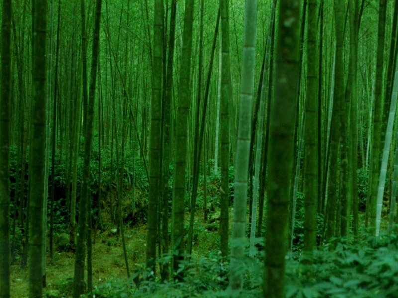 dense bamboo forest