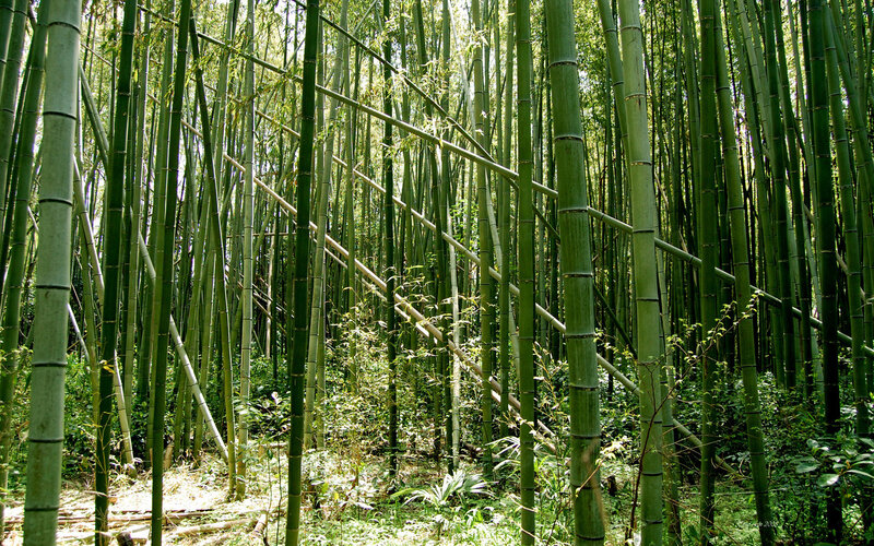 dense bamboo forest