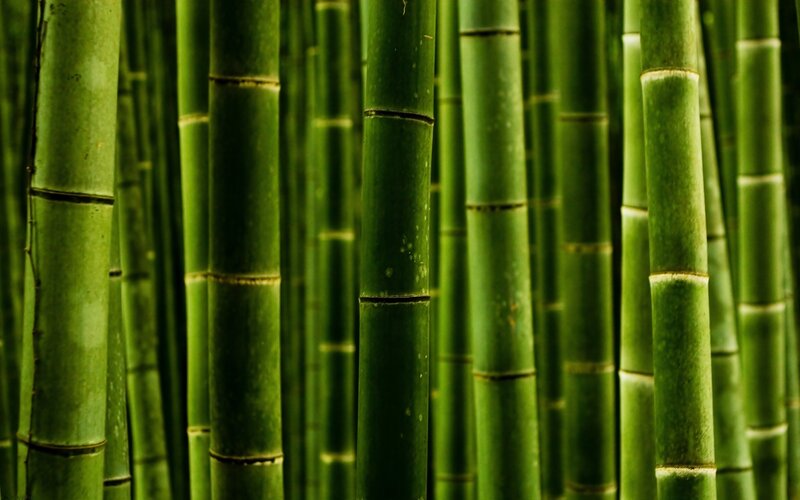 dense bamboo forest