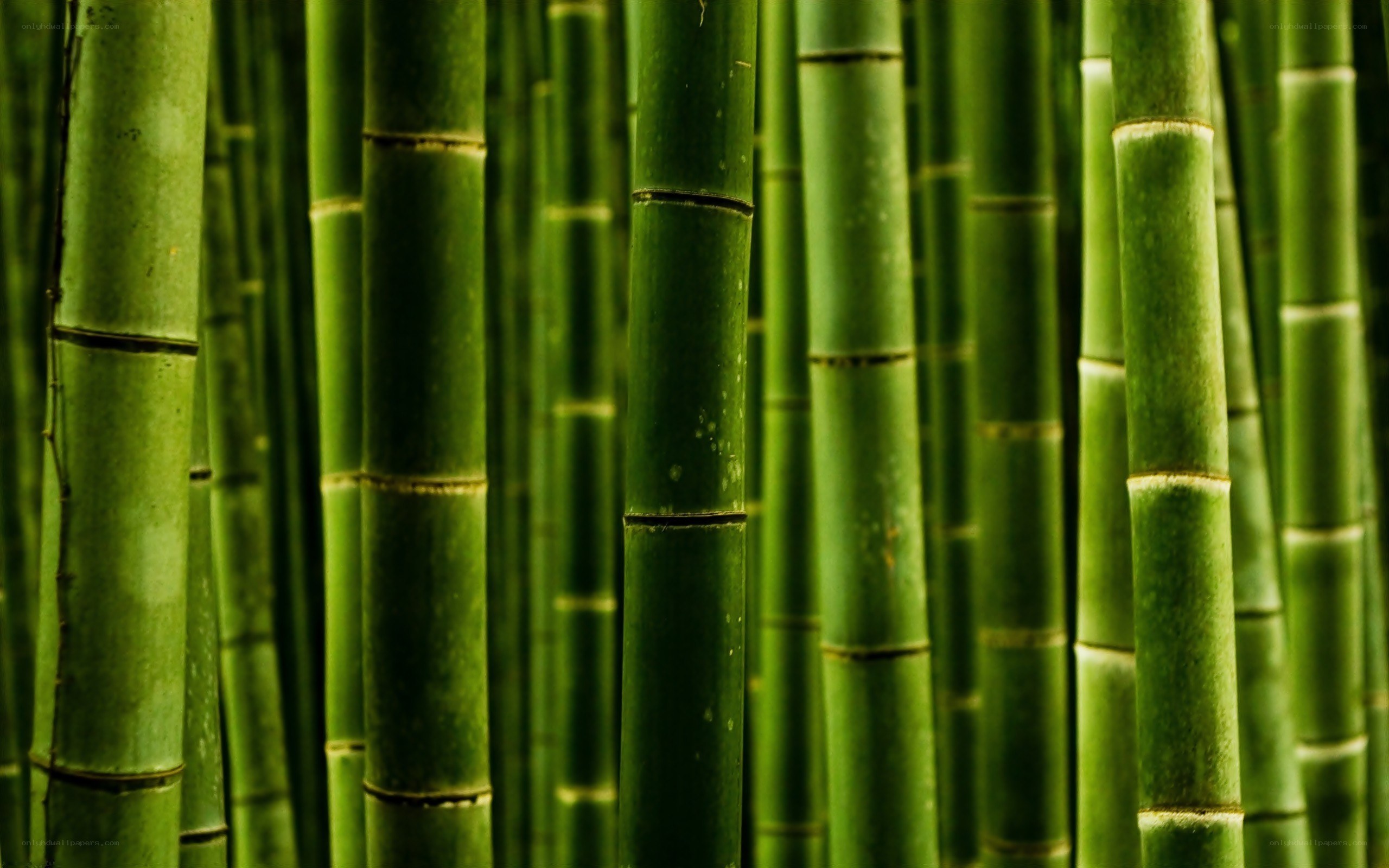 dense bamboo forest