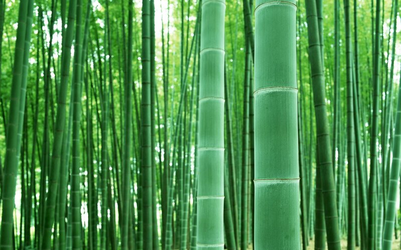 dense bamboo forest