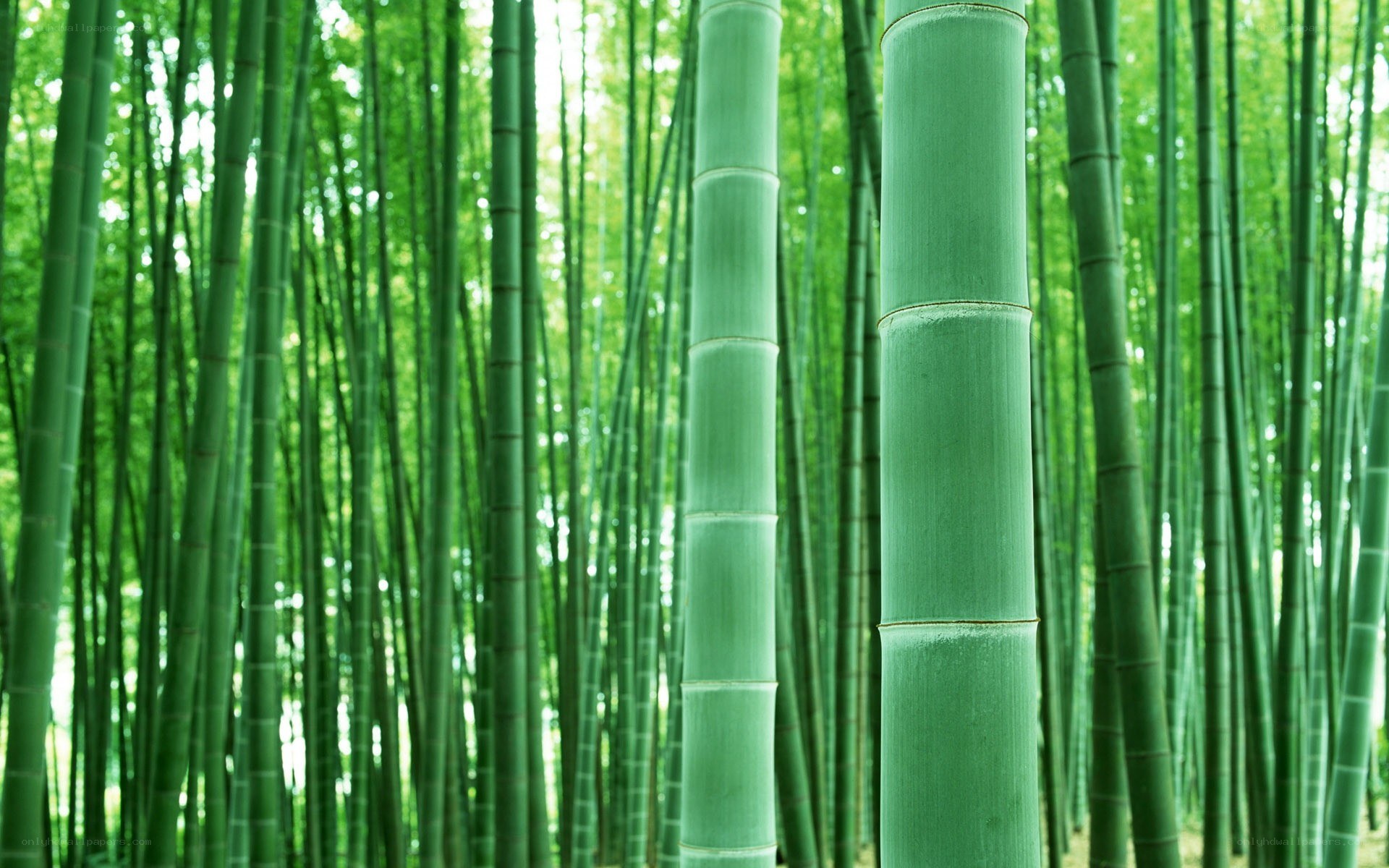 dense bamboo forest