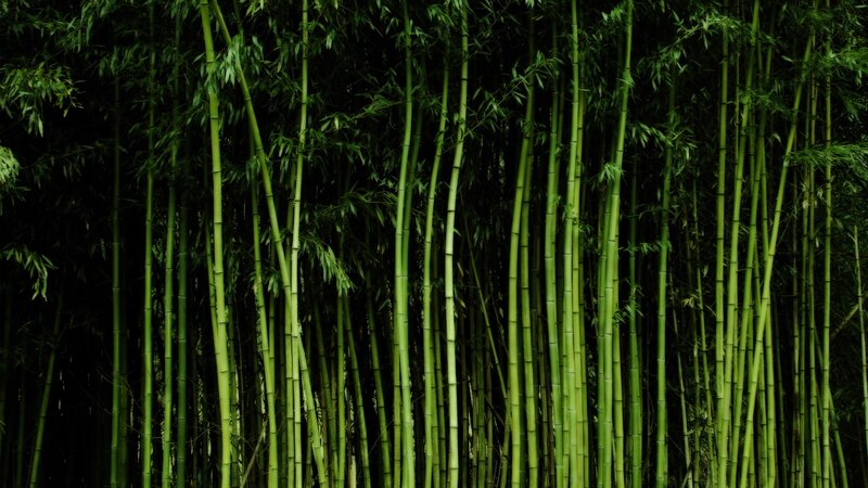 dense bamboo forest
