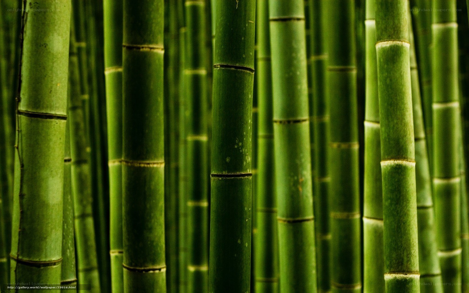 Dense bamboo forest