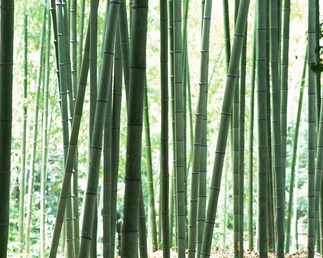dense bamboo forest