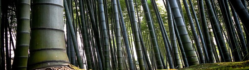 dense bamboo forest