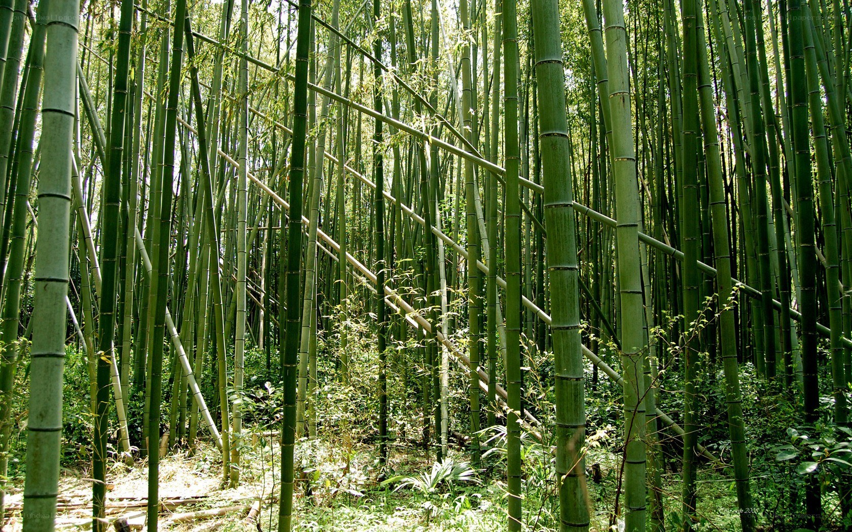 dense bamboo forest