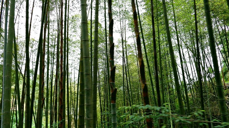 dense bamboo forest