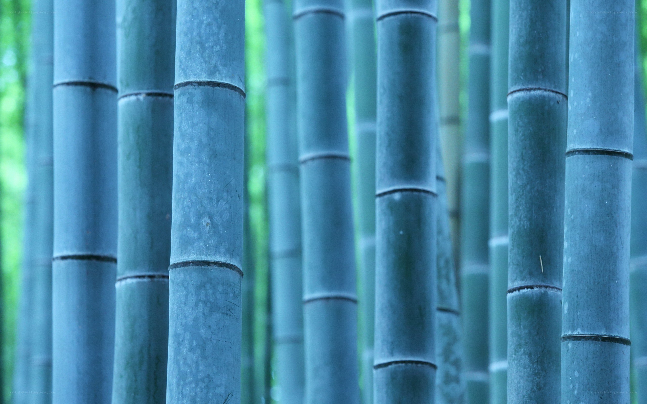 dense bamboo forest