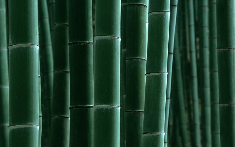 dense bamboo forest