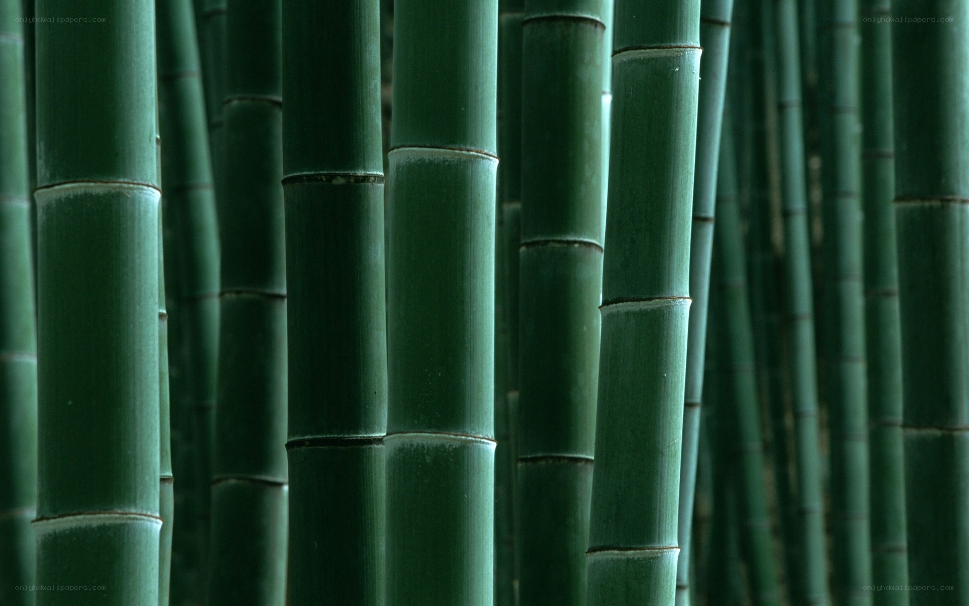 dense bamboo forest