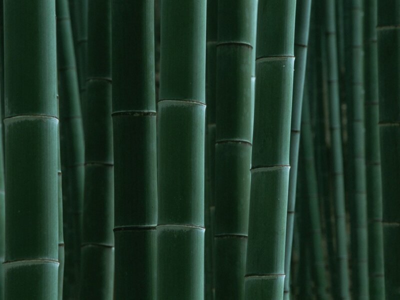 dense bamboo forest