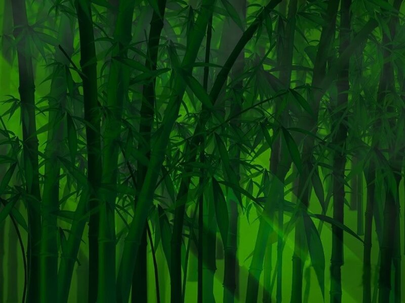dense bamboo forest