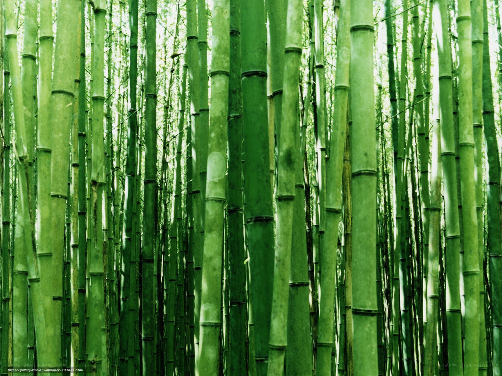 dense bamboo forest
