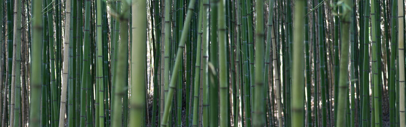 dense bamboo forest