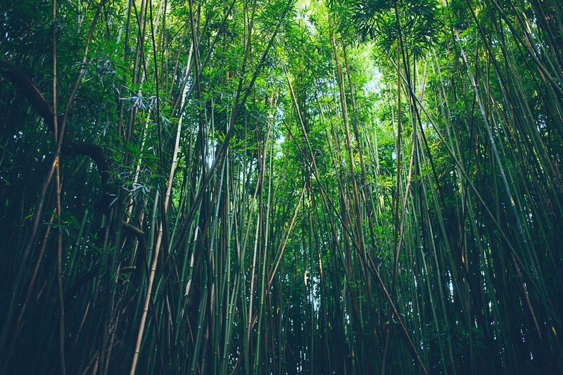 dense bamboo forest canopy