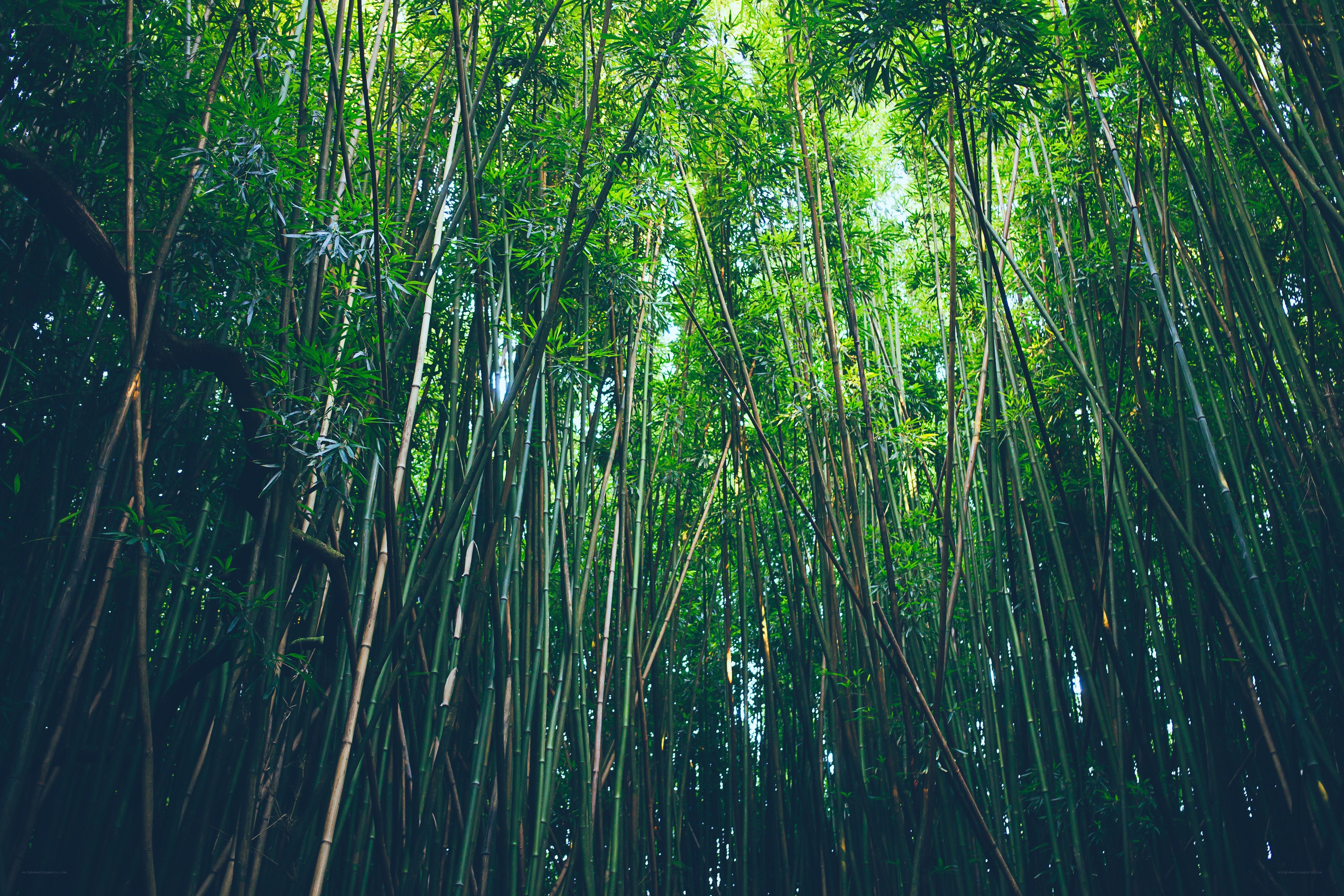 dense bamboo forest canopy