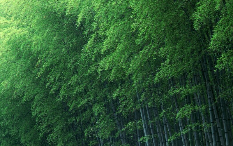 Dense Bamboo Forest — Green, Serene