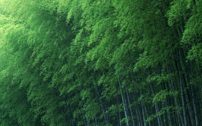 Dense Bamboo Forest — Green