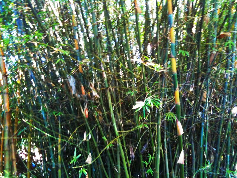 Dense Bamboo Grove