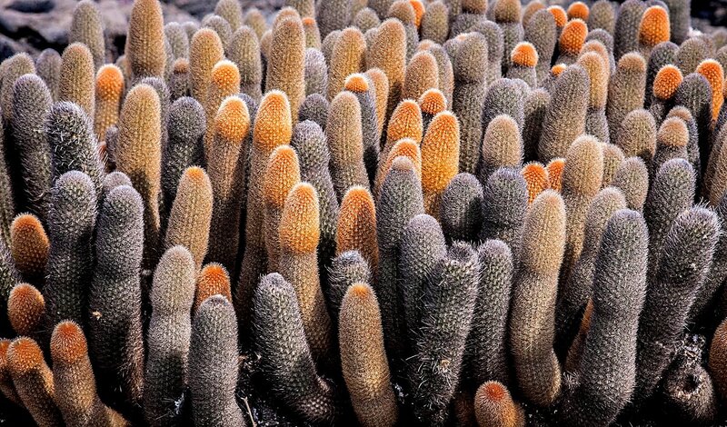 Dense Cactus Cluster — Green