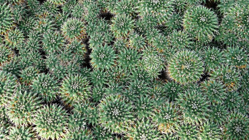 Dense Cactus Cluster