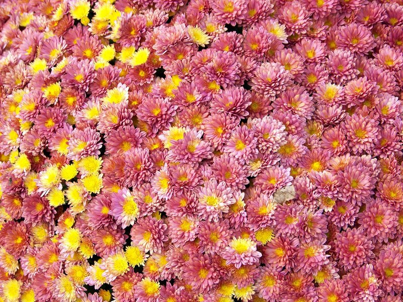 dense chrysanthemum flower field
