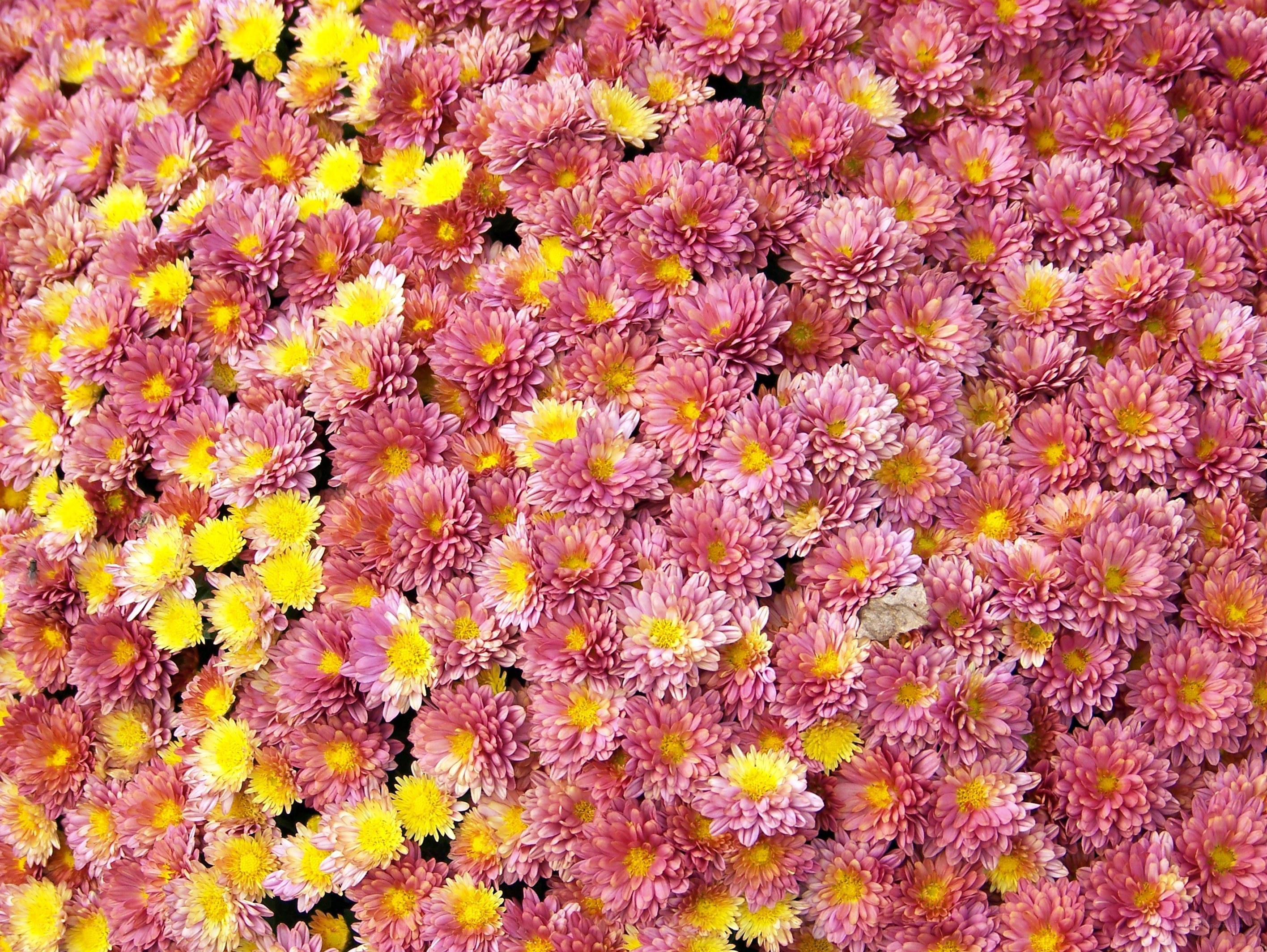 dense chrysanthemum flower field
