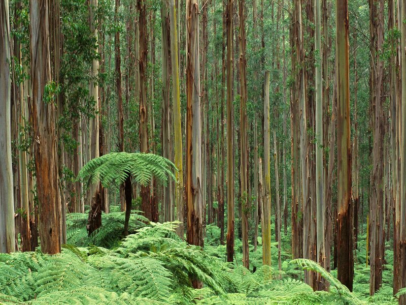 Dense eucalyptus forest