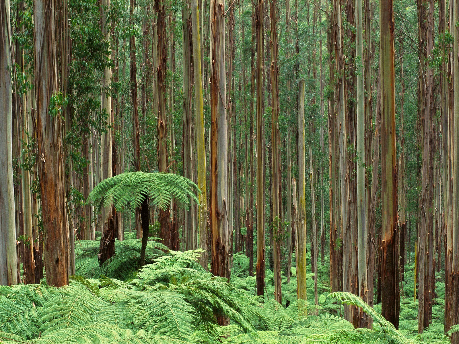 Dense eucalyptus forest