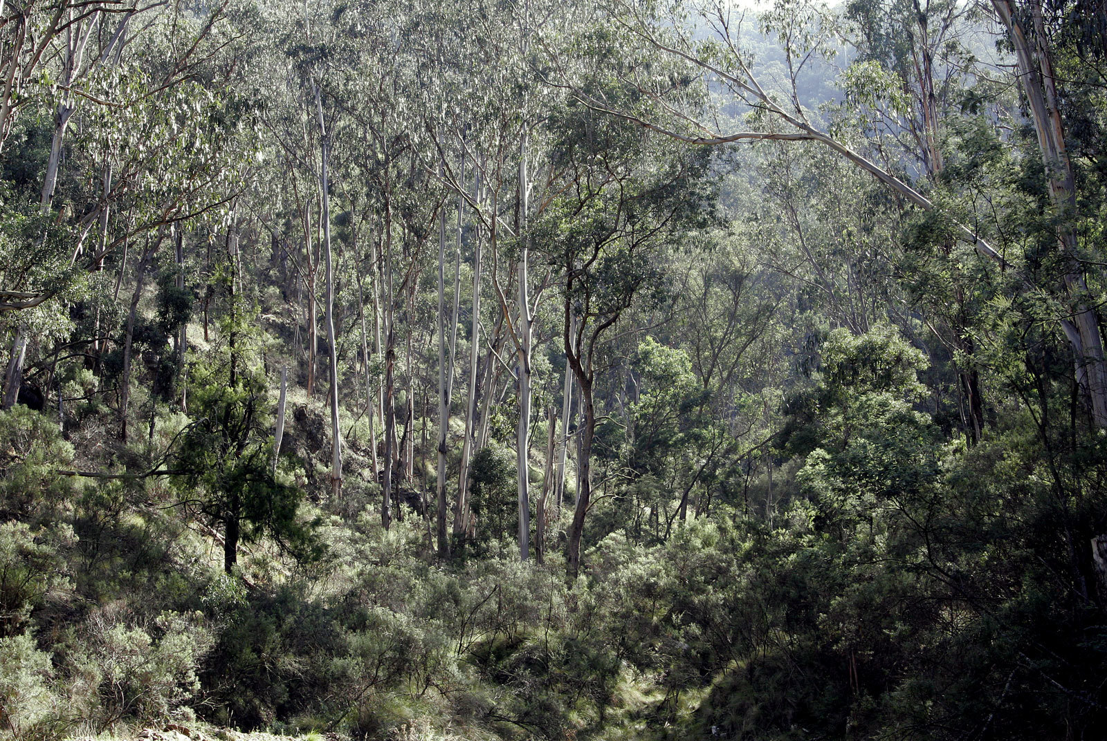 dense eucalyptus forest
